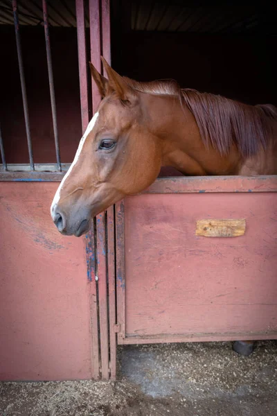 Портрет Коричневий Кінь Відпочиває Стайні — стокове фото