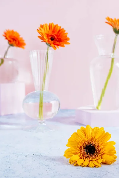 stock image Orange gerbera flowers in a transparent glass vase on a colored background