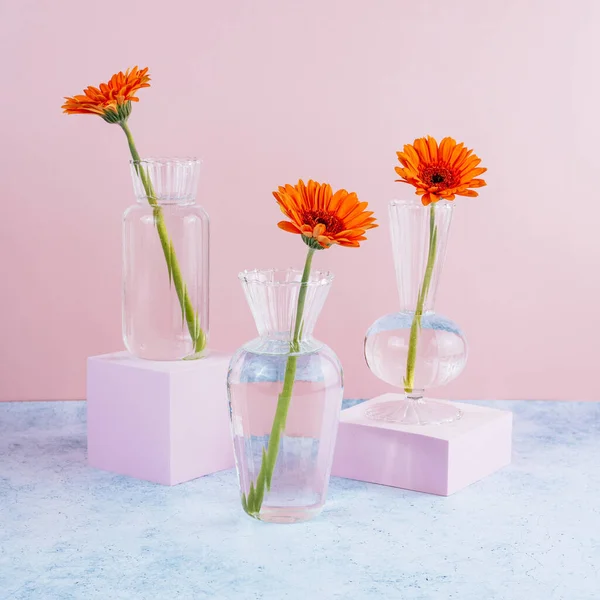 Orange Gerbera Flowers Transparent Glass Vase Colored Background — Stock Photo, Image