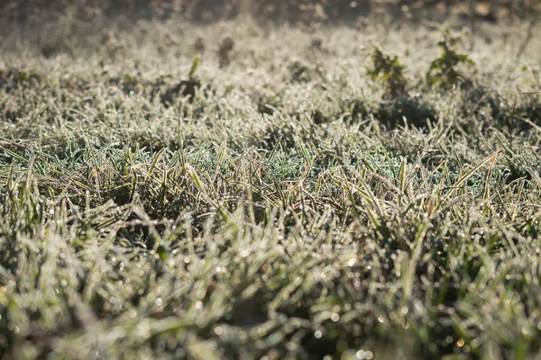 Junges Gras Ist Mit Kondenswasser Bedeckt — Stockfoto