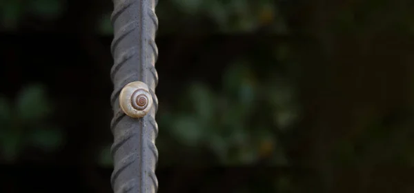 Caracol Espiral Branco Redondo Concha Uma Barra Reforço Metal — Fotografia de Stock