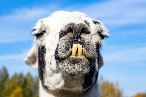 Porträt Eines Lamas Mit Zähnen — Stockfoto