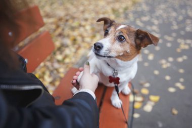 Bir kız elinde köpek Jack Russell Terrier 'ın patisini tutuyor.