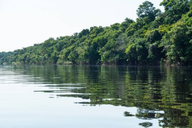 Brezilya Amazon, Anavilhanas, Amazonlar, Brezilya 'daki yeşil ağaçlara ve Negro Nehri' ne güzel bir manzara