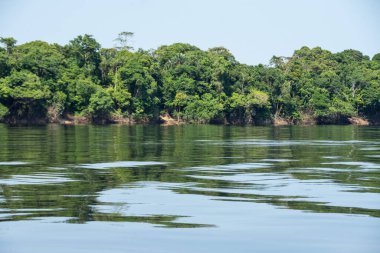 Beautiful view to green trees and Negro River in the Brazilian Amazon, Anavilhanas, Amazonas, Brazil clipart