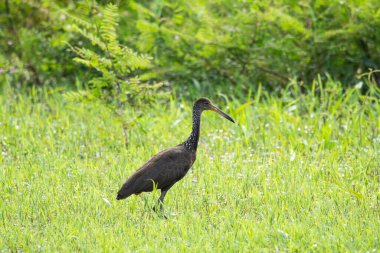 Brezilya Pantanal 'ında siyah tropikal kuşa güzel bir manzara, Mato Grosso do Sul, Brezilya