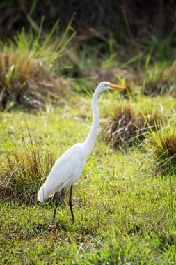 Pantanal, Mato Grosso do Sul, Brezilya 'da yeşil alanda beyaz balıkçıla güzel manzara