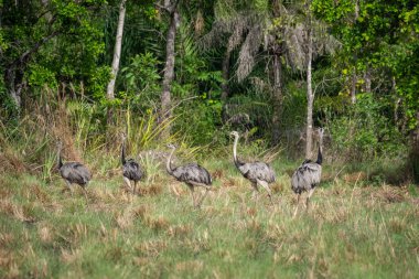 Brezilya Pantanal, Mato Grosso do Sul, Brezilya 'daki Rheas grubuna güzel bir manzara