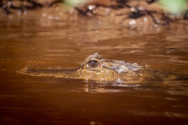 Brezilya Amazon, Anavilhanas, Amazonlar, Brezilya 'daki Negro River' da kaymanlar için güzel bir manzara