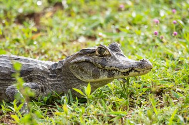 Pantanal, Mato Grosso do Sul, Brezilya 'daki yeşil alanda kaymanlar için güzel bir manzara