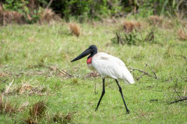 Güzel manzara Pantanal 'daki Jabiru Stork kuşuna, Mato Grosso do Sul, Brezilya