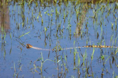 Brezilya Pantanal, Mato Grosso do Sul, Brezilya 'da göldeki kobra yılanına güzel bir manzara