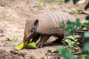 Brezilya Pantanal 'ında yerde mango yiyen altı bantlı armadillo, Mato Grosso do Sul, Brezilya