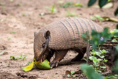 Brezilya Pantanal 'ında yerde mango yiyen altı bantlı armadillo, Mato Grosso do Sul, Brezilya