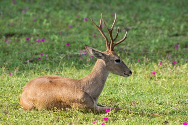 Brezilya Pantanal, Mato Grosso do Sul, Brezilya 'da yeşil çimlerde geyik avlamak için güzel bir manzara