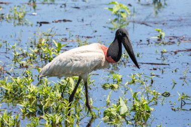 Brezilya Pantanal 'ındaki Jabiru Stork kuşuna güzel bir manzara, Mato Grosso do Sul, Brezilya