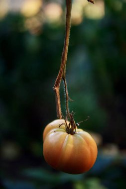 Bahçedeki organik domateslere yakın çekim