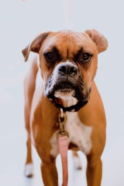 Topraklı Vintage Hayvan Köpek Portresi