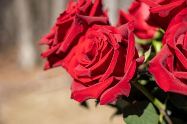 Büyük Kırmızı Güller Buketi