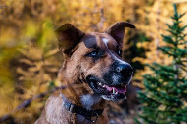 En İyi Arkadaş Sonbahar Yürüyüşü sırasında Gevşer