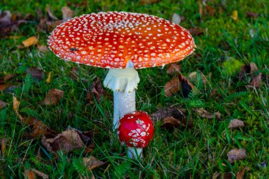 Amanita Muscaria, sonbaharda zehirli mantar..