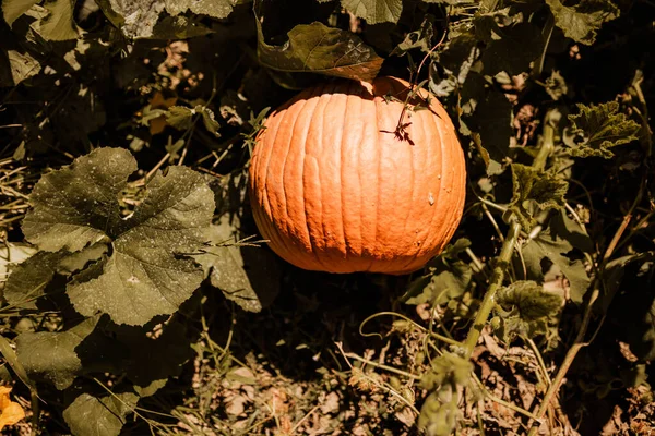 Pumpkin Hiding Field Leaves — Stock Photo, Image