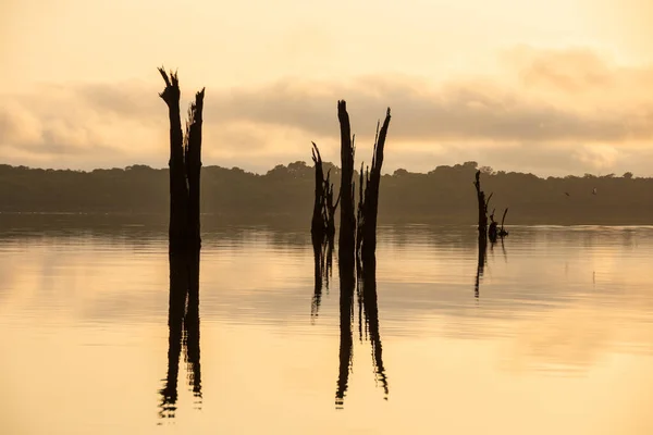 Prachtige Zonsopgang Uitzicht Overstroomde Dode Bomen Rivier Negro Braziliaanse Amazone — Stockfoto