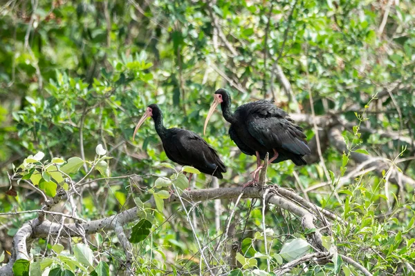 Belle Vue Sur Oiseau Tropical Noir Dans Pantanal Brésilien Mato — Photo
