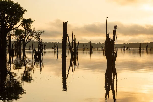 Beautiful Sunrise View Flooded Dead Trees Negro River Brazilian Amazon — Stock Photo, Image