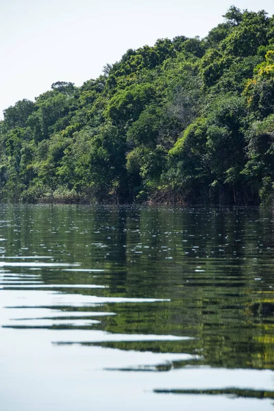 Hermosa Vista Los Árboles Verdes Río Negro Amazonía Brasileña Anavilhanas —  Fotos de Stock