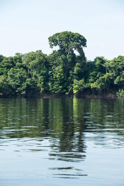Hermosa Vista Los Árboles Verdes Río Negro Amazonía Brasileña Anavilhanas —  Fotos de Stock