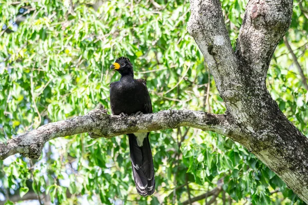 ブラジルのパンタナール ブラジルの黒い熱帯鳥への美しい眺め — ストック写真