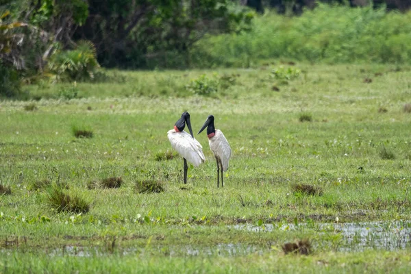 Belle Vue Sur Couple Grands Oiseaux Cigogne Jabiru Dans Pantanal — Photo