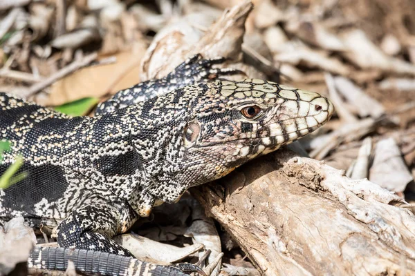 在巴西Mato Grosso Sul的Pantanal地面上的Tegu蜥蜴的美丽景色 — 图库照片
