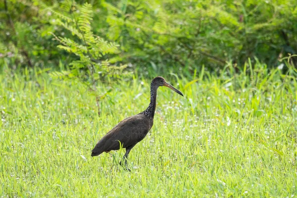 Belle Vue Sur Oiseau Tropical Noir Dans Pantanal Brésilien Mato — Photo