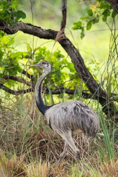 Belle Vue Sur Rhea Bird Dans Pantanal Brésilien Mato Grosso — Photo