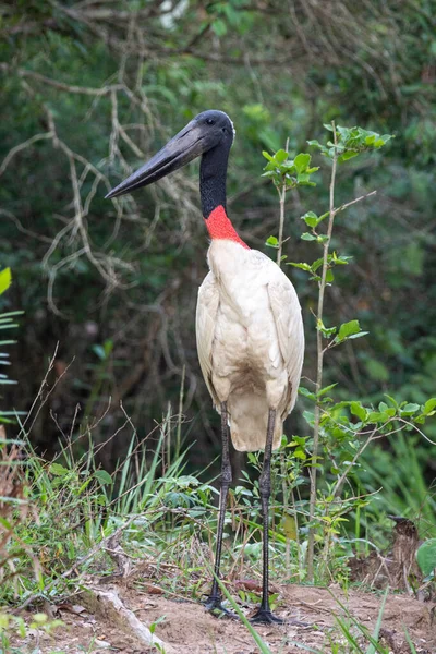 Belle Vue Sur Oiseau Cigogne Jabiru Dans Pantanal Brésilien Mato — Photo