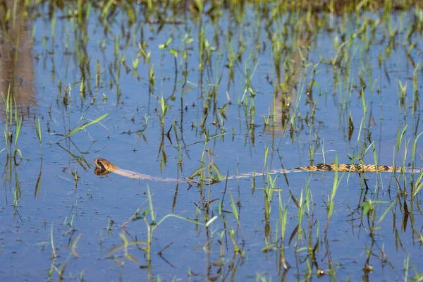Hermosa Vista Serpiente Cobra Lago Pantanal Brasileño Mato Grosso Sul —  Fotos de Stock