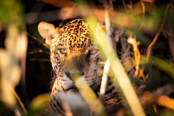Belle Vue Rapprochée Sur Jaguar Dans Pantanal Brésilien Mato Grosso — Photo