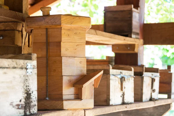 Вид Проект Выращиванию Пчелиных Ульев Бразильском Пантесе Мату Сул Бразилия — стоковое фото