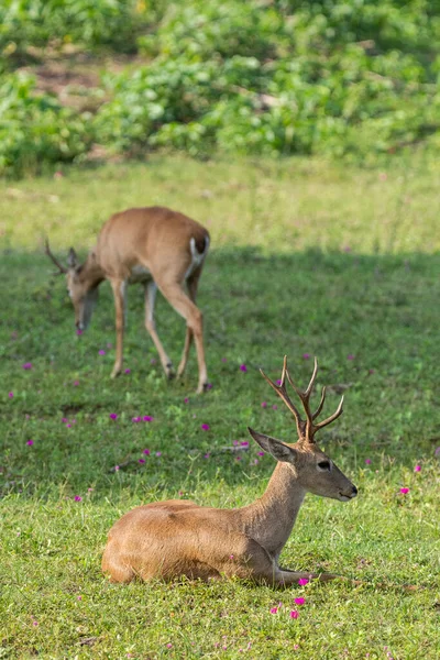 Beautiful View Couple Pampas Deers Green Grass Ground Brazilian Pantanal — Stock Photo, Image