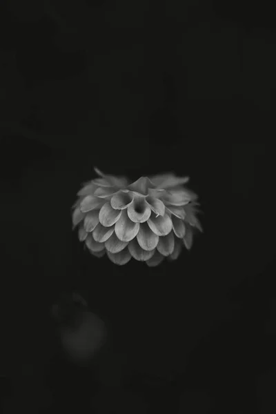 Mały Czarno Biały Kwiat Ogrodzie — Zdjęcie stockowe