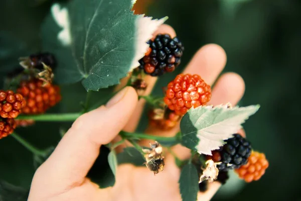Hand Picked Freshly Blackberries — Stock Photo, Image