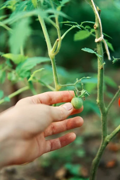 Close Tomates Orgânicos Jardim — Fotografia de Stock