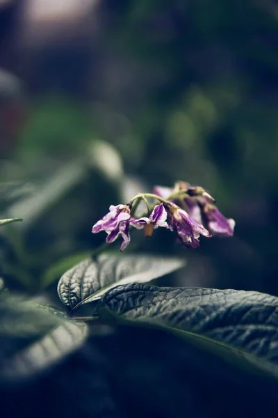 Pequena Flor Violeta Jardim — Fotografia de Stock