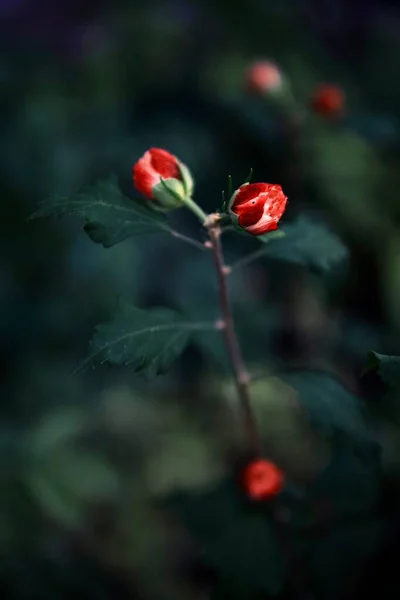 Petite Fleur Rouge Dans Jardin — Photo