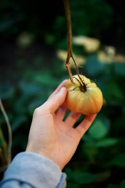 정원에 유기농 토마토의 — 스톡 사진
