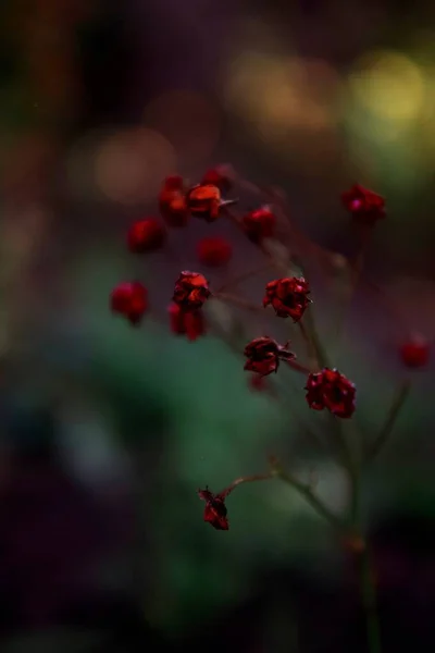 Little Violet Red Garden — Stock Photo, Image