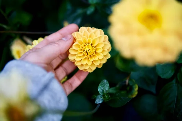 Mulher Segurando Flores Amarelas Selvagens — Fotografia de Stock