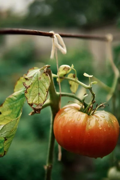 정원에 유기농 토마토의 — 스톡 사진